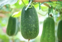 5出发吃瓜网,揭秘娱乐圈最新热点，带你畅游八卦世界